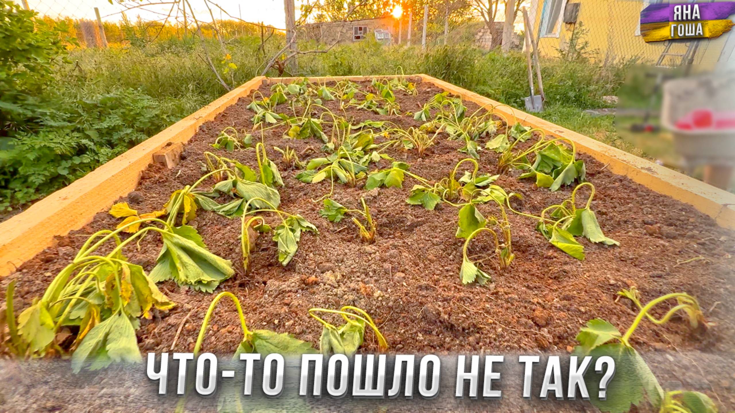 ВСË ЗАВЯЛО! ВСË ПРОПАЛО? Это провал или пока еще нет? Наверно, мы плохие садоводы... смотреть онлайн