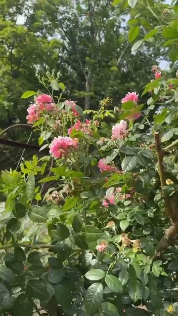 Тайная жизнь роз: как цветы в Приморье переживают капризы погоды смотреть онлайн