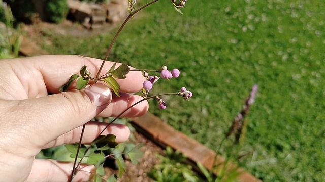 Василистники - четыре сорта нашего сада. 2025 смотреть онлайн