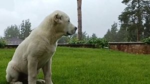 Красавчик Джай. ПРЕЗЕНТАЦИЯ