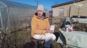 Первая обработка сада от опасных заболеваний