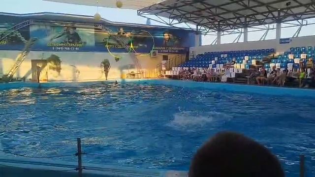 Захватывающие шоу в дельфинарии в Голубицкой смотреть онлайн