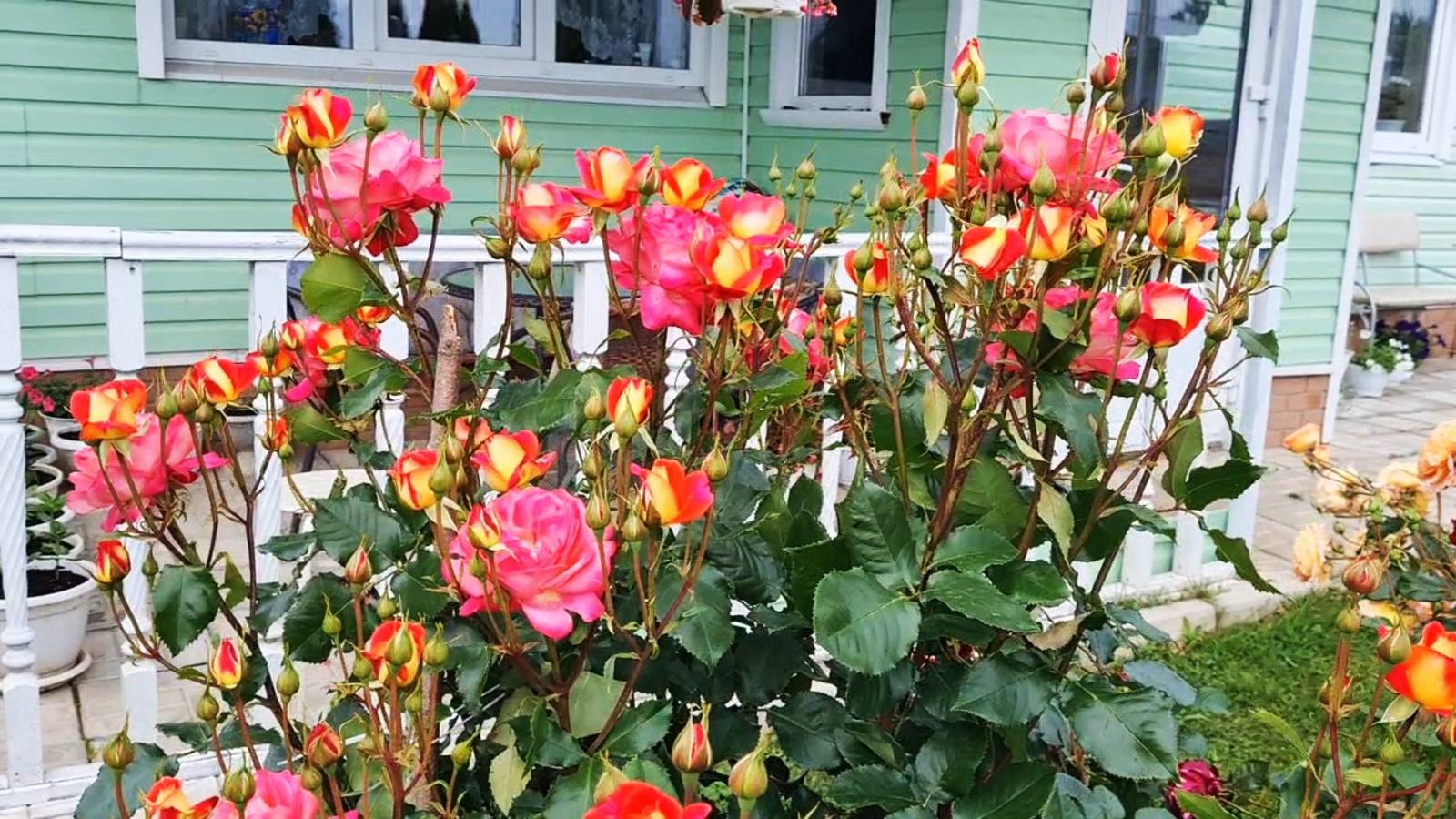 Жара!🌞 Цветут розы! 🌹Ленобласть.🌺 смотреть онлайн