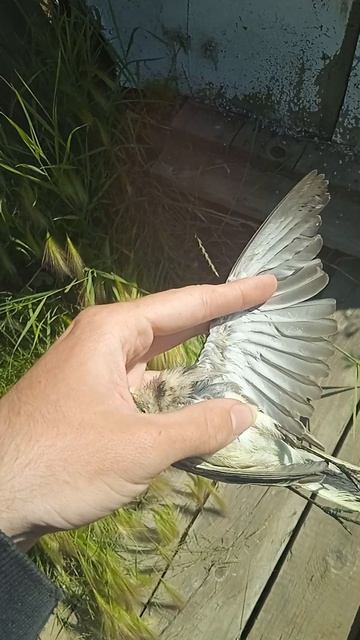 Найдена  погибшая Трясогузка