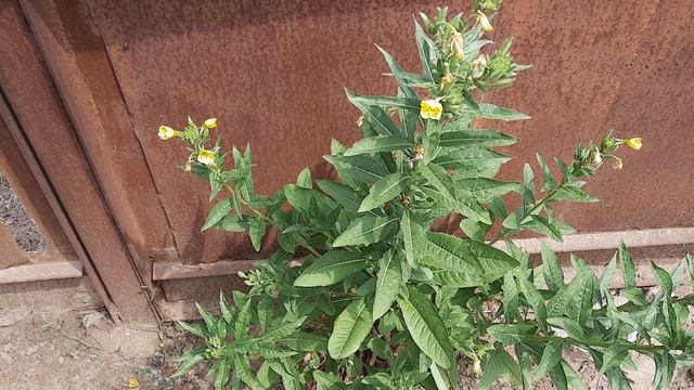 ВИДЕО ИДЕТ С ОПОЗДАНИЕМ 🙏
Мой сад и огород. смотреть онлайн