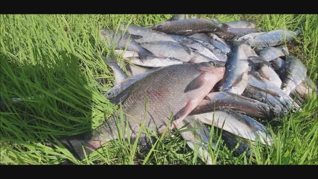 ФИДЕР инлайн или противозакручиватель из трубки FEEDER Inline Or Tube Anti-twist