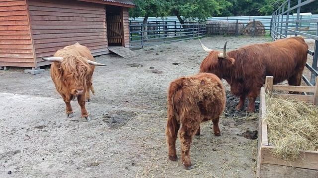 Телочка Матрешка смотреть онлайн