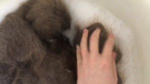 Как стирать пуховый платок в домашних условиях