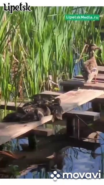 красота летнего Липецка.mp4