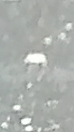 что за зверь