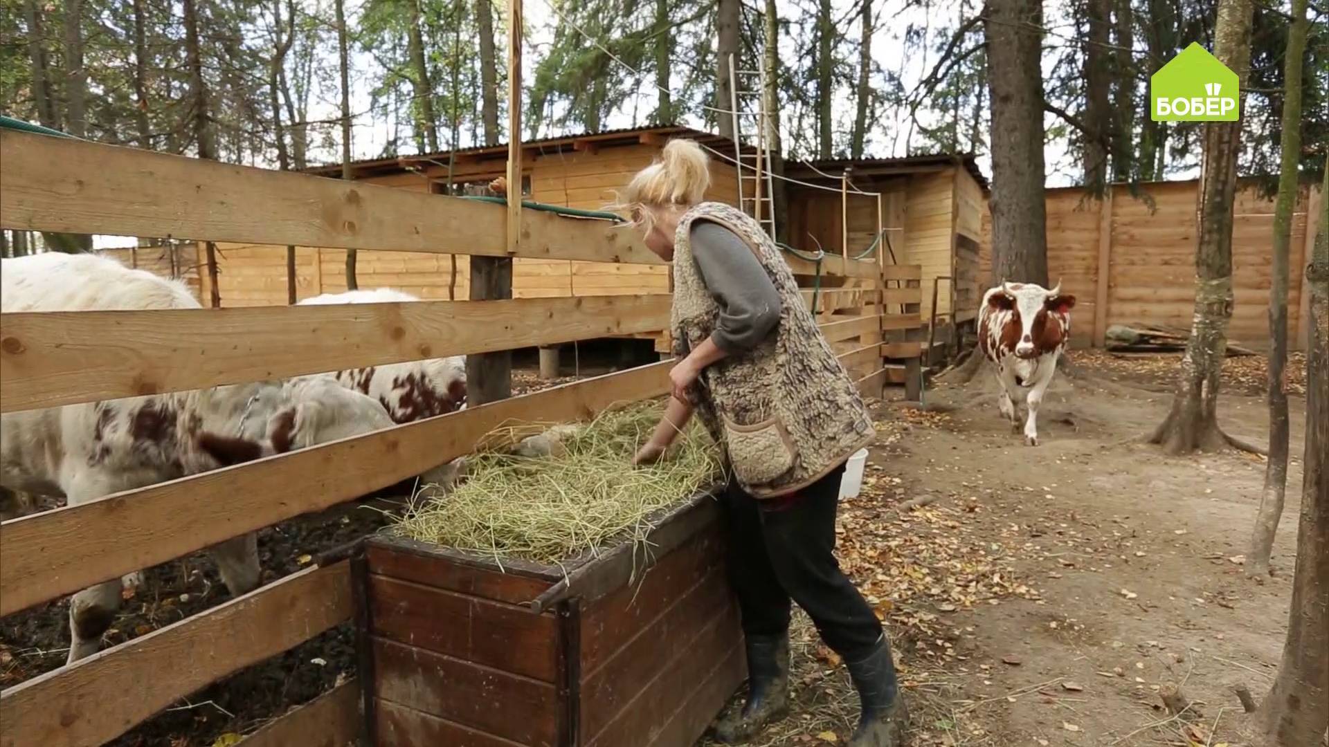 КОРМИМ КОРОВУ правильно. Чем кормить корову. Рекомендации по кормлению крупного рогатого скота смотреть онлайн