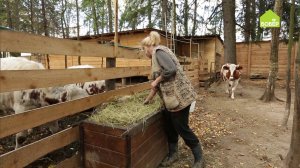 КОРМИМ КОРОВУ правильно. Чем кормить корову. Рекомендации по кормлению крупного рогатого скота