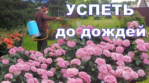 Профилактическая обработка роз в нашем розарии — смотрите результат!