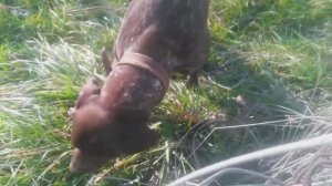 Пёс 5 сезон video_2025-03-03_09-58-46