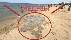 Медузы в Голубицкой Центральный пляж сегодня 14 июля 2025. Море и погода в Голубицкой сейчас