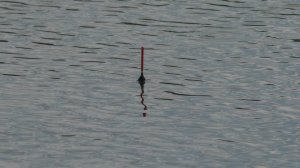 Закинул поплавок на меляк и карась потащил удочку. Рыбалка
