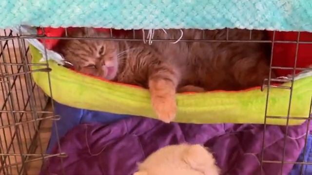 Наш пес Микки, ради пасты, согласился сниматься, но ненадолго.