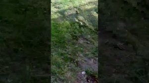 Стрим