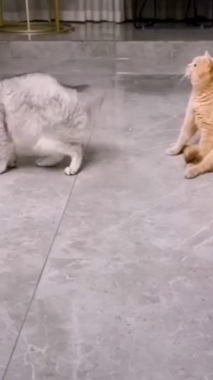 кошечка снайпер