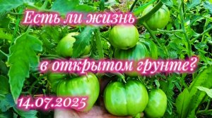 Томаты в открытом грунте.