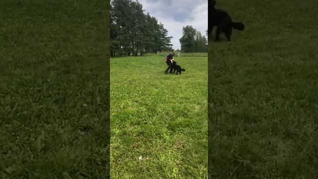 8.  имеется/перв ЮЖНАЯ НОЧЬ (Urso v. Weltwitz – Winter Pride Gretel)