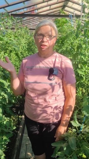 Не спешу обрывать листья томатов