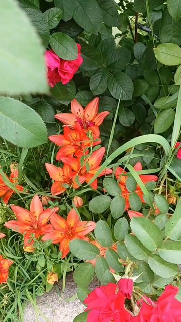 Цветы, цветы, цветы! 12.07.2025 смотреть онлайн