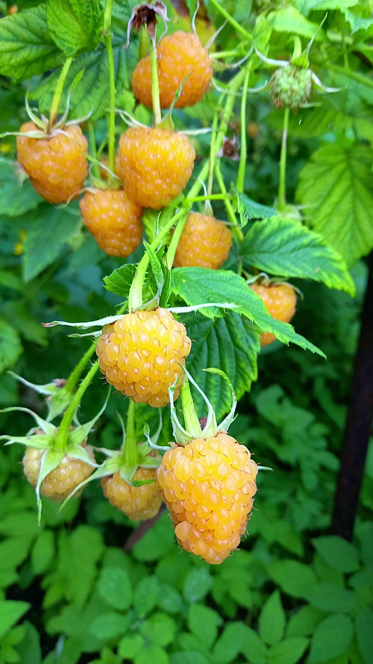 МАЛИНА ЖЁЛТЫЙ ГИГАНТ