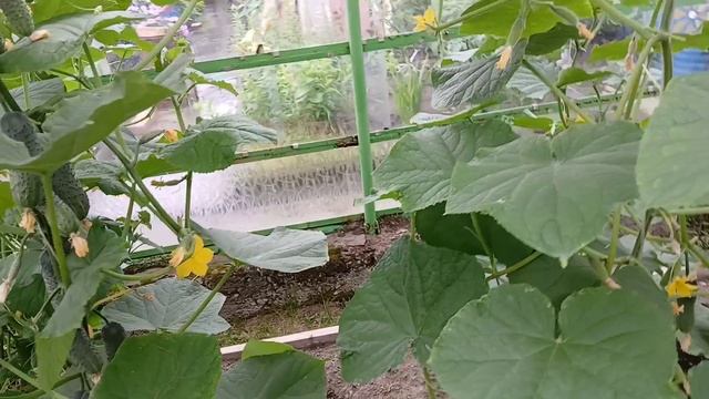 2072. Про тепличные огурцы видео ответы.