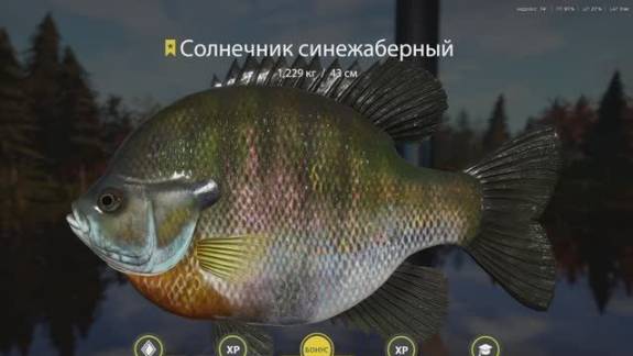 РУССКАЯ РЫБАЛКА 4 РР4 ТРОФЕЙ ЛОСИНОЕ СОЛНЕЧНИК СИНЕЖАБЕРНЫЙ