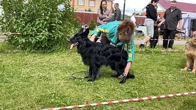 ЮНИОРЫ СУКИ ДШ / КЧК ВОЛОГДА 5 июля`25 В.Киселева Моно немецких овчарок