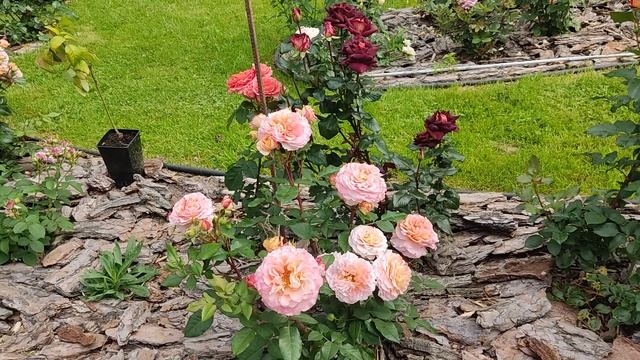 Роза Августа Луиза. смотреть онлайн