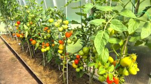 Три жарких солнечных дня - и огород преобразился!