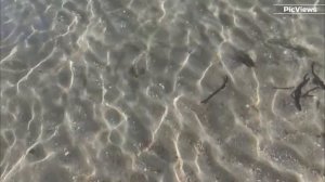 Крым Евпатория пляж Робинзон сегодня 14 июля 2025. Море и погода в Крыму сейчас. Обстановка на пляже