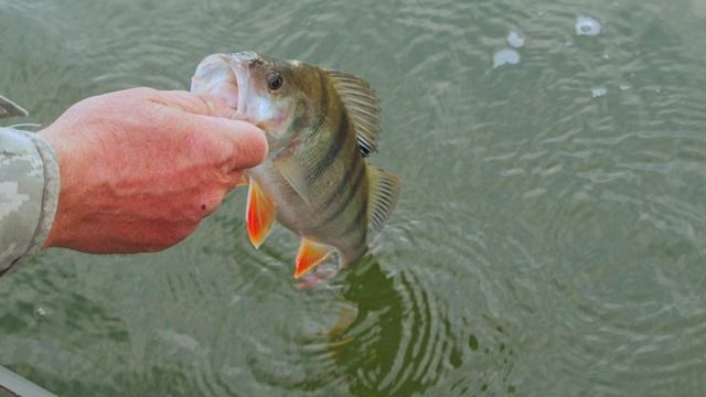 "КИНОТЕАТР РЫБОЛОВА" смотреть онлайн