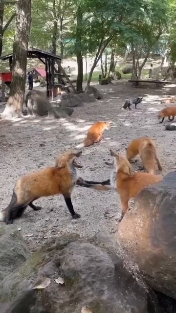 Странные звуки лис! Что они означают? Территория, драка или любовь? смотреть онлайн