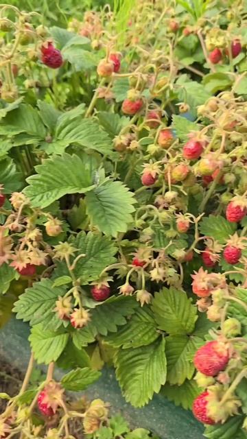 🍓 Погрузитесь в яркие летние вкусы! смотреть онлайн