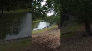 Коровки на природе