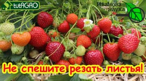 УХОД ЗА КЛУБНИКОЙ 🍓 после сбора урожая. Сроки обрезки листьев. Подкормка и обработка от болезней.