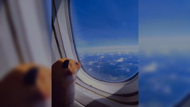 Фонк INFERNAL (хомяш) смотреть онлайн