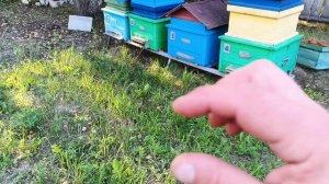 Борьба с роением! Вопрос по роям.