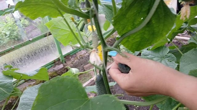 2073.  Нужно правильно формировать огурец и собирать урожай!