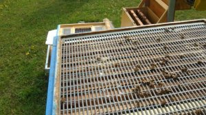 Замена маток у меня на пасеке. Часть 1. Формирование отводков.