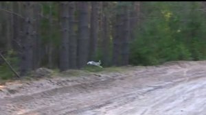 МУЗЫКА ВЕСЕННЕГО ГОНА. Русская гончая Лайма вл. Шатров В.А.   #собака #nature #hunting#naturelovers