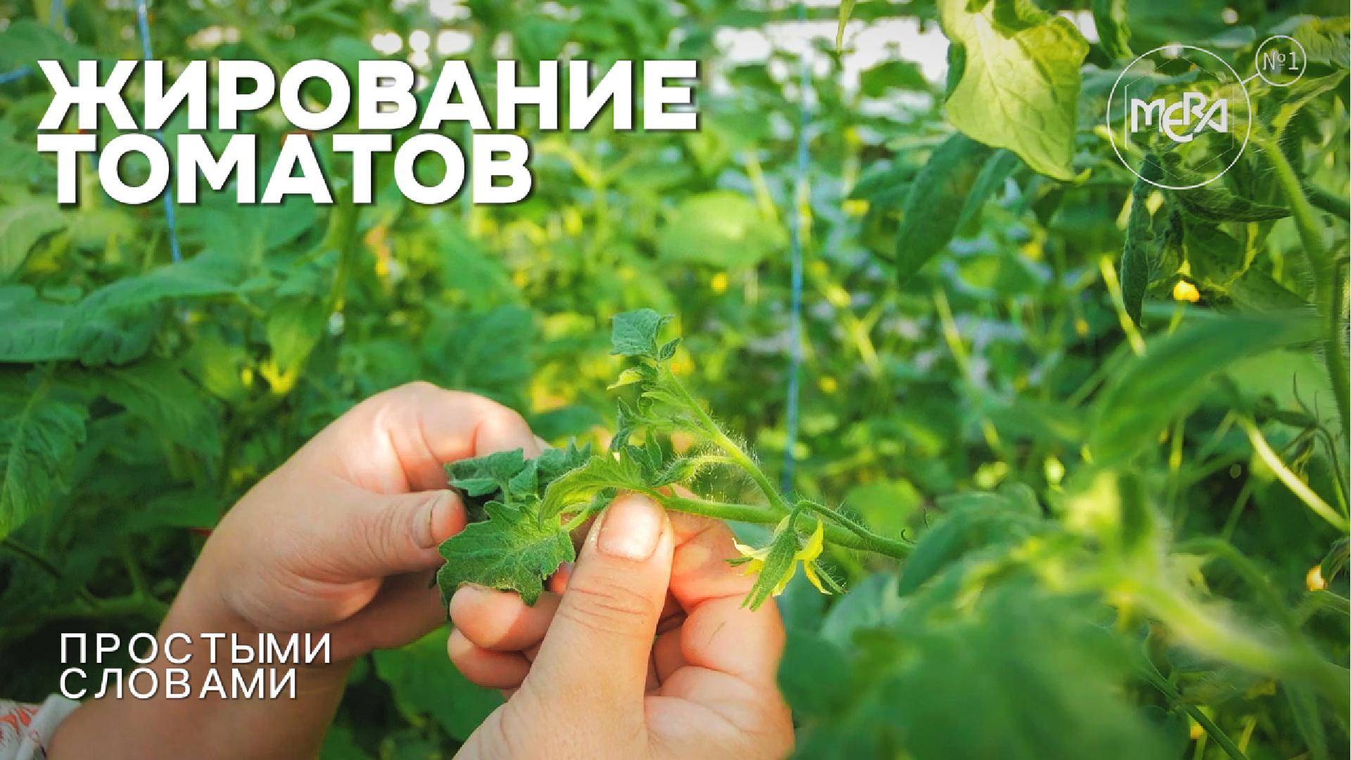 Жирование томатов — главные признаки. Ваши томаты точно жируют?