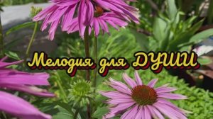 Мелодия для души, музыка для вашего отдыха