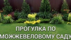 ПРОГУЛКА ПО "МОЖЖЕВЕЛОВОМУ САДУ". 11.07.2025г.