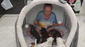 Гигантский домик, спасибо за помощь в покупке этой прелести.