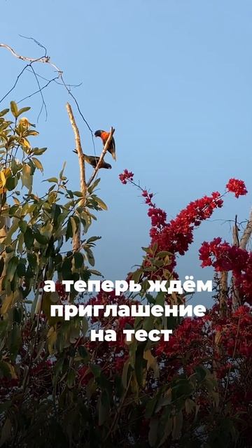 Подали на гражданство Австралии смотреть онлайн