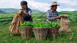Пирог с Диким Щавелем из Деревенской Кухни